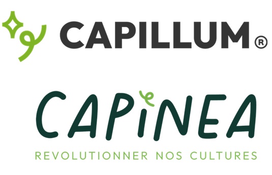 CAPILLUM