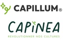 CAPILLUM